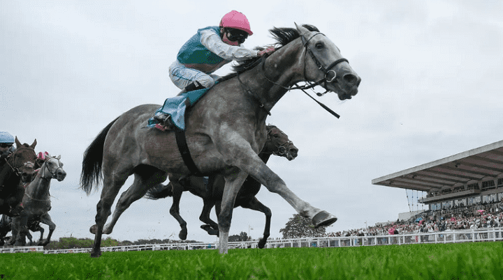 Field of Gold racehorse