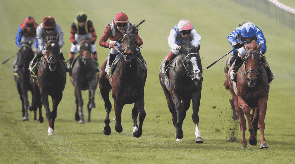 Skardu Race Horse