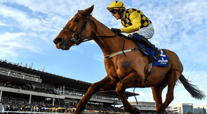 State Man Champion Hurdle Betting Preview