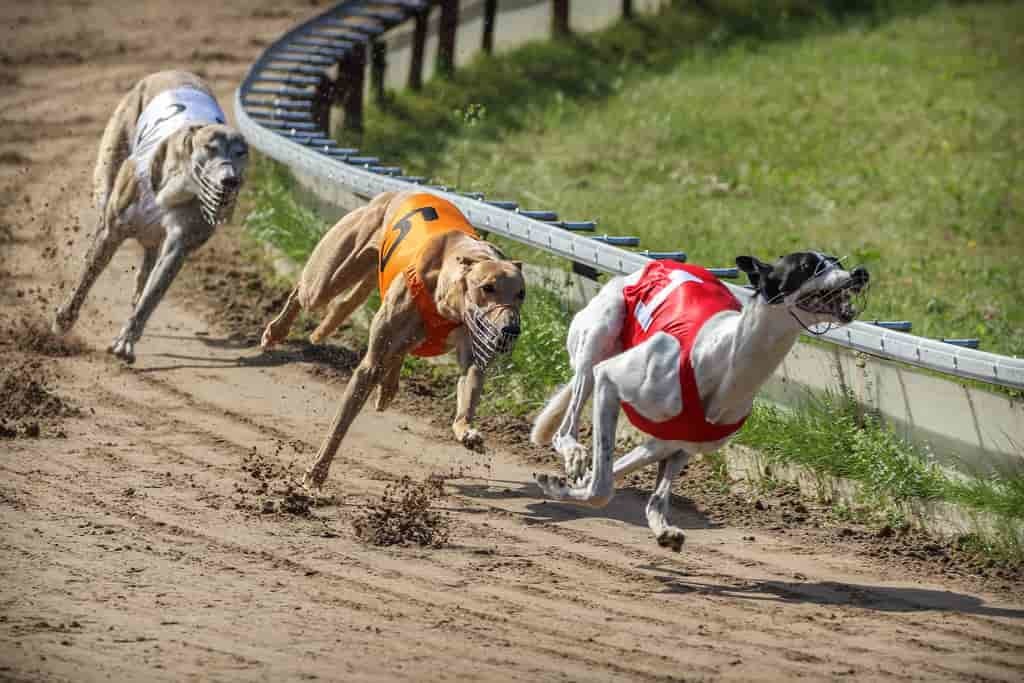 Forecast and Tricast Betting Forecast and Tricast Betting