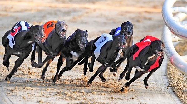 Betting on Greyhound racing