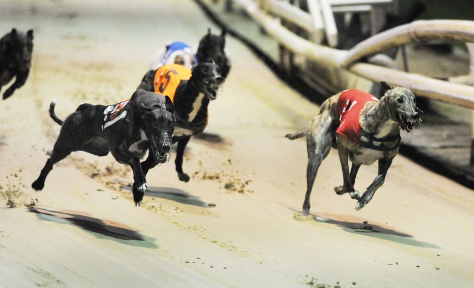 betting on Greyhound Racing